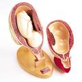 Denoyer-Geppert Anatomical Model, Pregnancy - 3rd Trimester 0719-P